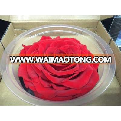 Wholesale high quality preserved rose flower 9-10cm rose head