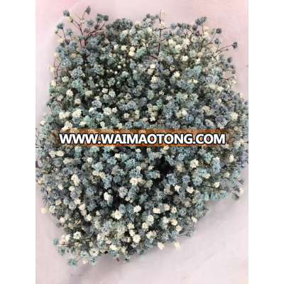 Supply competitive price of gypsophila dried flower